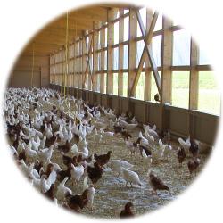 Politique agricole 2030: Perspectives pour le secteur agroalimentaire suisse
